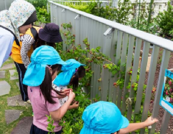 収穫体験（敷地内の保育園にも機会提供）