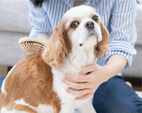 ペット飼育可　※小型犬1匹または猫1匹まで、敷金1ヶ月積増