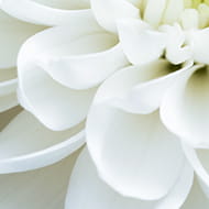 image photo