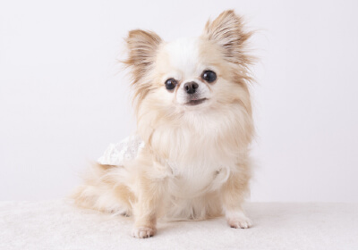 （小型犬1匹又は猫1匹迄、敷金1ヶ月積増）